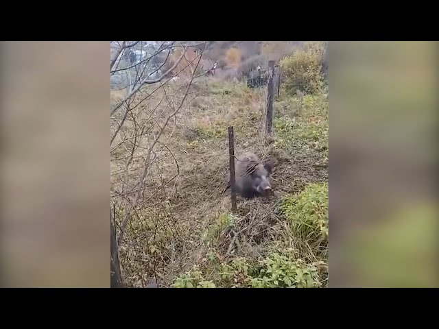 Операция «Кабан»