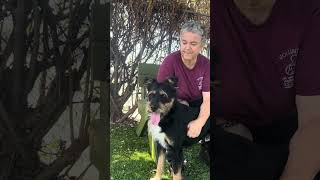 Video preview image #1 Mutt Puppy For Sale in Pasadena, CA, USA