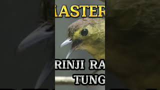 Download lagu BRINJI RAMBUT TUNGGIR #masteranburung #brinji mp3