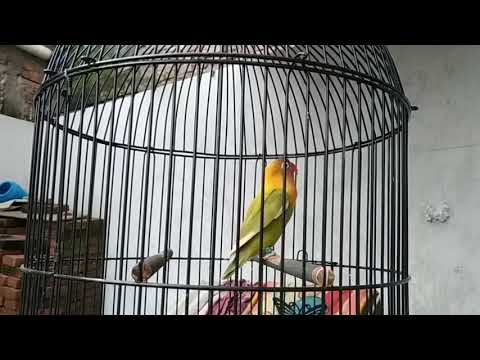 download lagu mp3 mp4 Ciri Lovebird Betina Birahi, download lagu Ciri Lovebird Betina Birahi gratis, unduh video klip Ciri Lovebird Betina Birahi