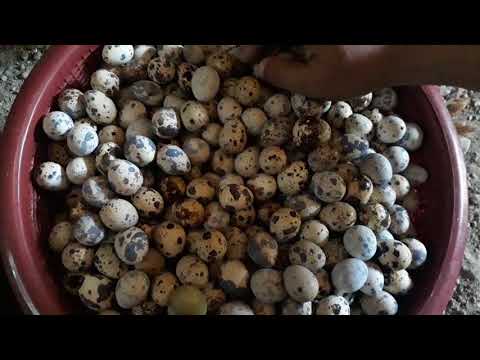 Bagaimana menggunakan telur puyuh dan potensi Di mana dan bagaimana untuk mencium seorang gadis yang akan memulai