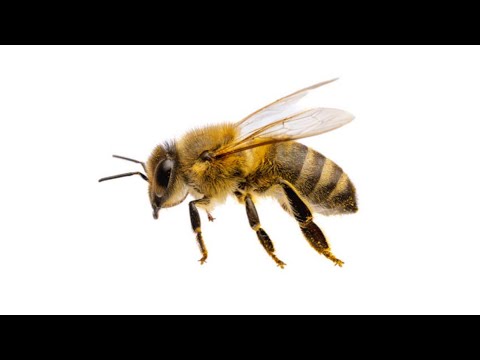 How To Punch a Bee