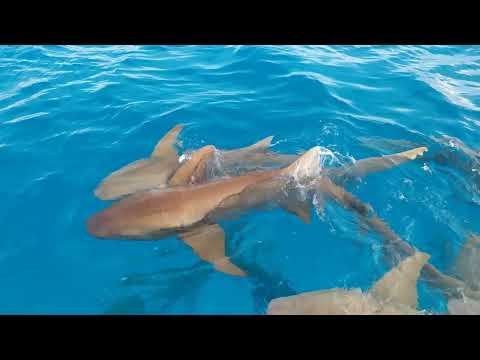 Videos del Cinnamon Hakuraa Huraa Maldives 4★ en Meemu Atoll, MaldivasVer MásVerPrecios20CerrarConsulta por Whatsapp 🇦🇷BookingTripadvisorExpediaAgodaTravelocityOrbitzPricelineTripSkyscannerDespegarKayakHotelesDestiniaTrivagoTurismocityLastminuteHotwireCheapticketsTuiWotif