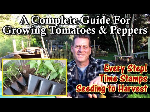 A Complete Guide for Growing Tomatoes & Peppers - Seed to Harvest: Every Step!