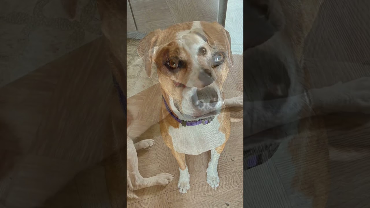 Enlarge Lucky and Piper, a Adoptable mixed breed in Tampa, FL video 6/6