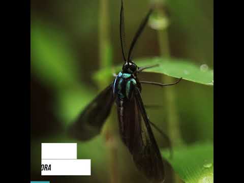 #CuidadoPorDondePisas: Género Uranophora (Polilla tigre)