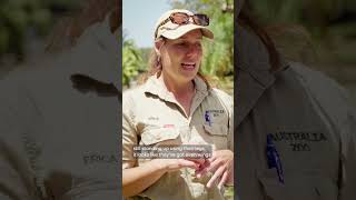We reunited this adorable butcherbird with their parents | Rescue Diaries
