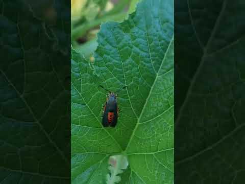 Gardening: Pests and Pollinators! What lives on my plant? (part 2) Squash Vine Borer (moth)