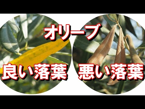 常緑低木と落葉低木を備えた無料の生垣