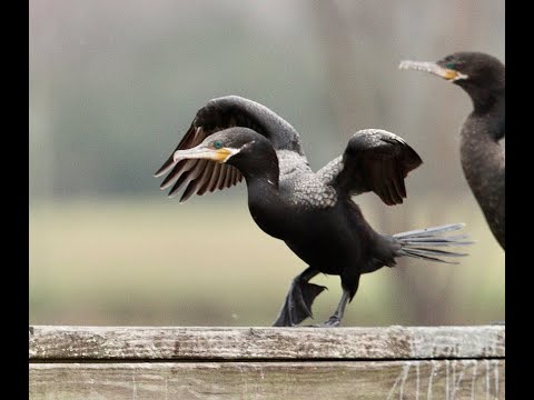 Moonwalk - DJ Exanimo