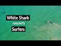 WHITE SHARK HAUNTS SURFERS - Shark Drone Footage