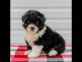 Mini Aussiedoodle dogs for sale: Cindy - Video 1