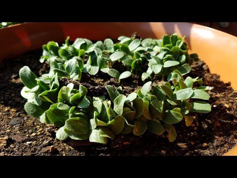 Growing Cantaloupe from Seeds, Days 0-6