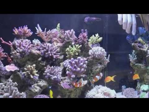 Watch Video on YouTube