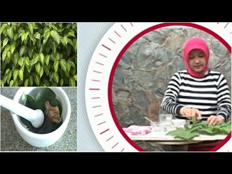 Testis kecil penis kecil Ulasan potensi Fort
