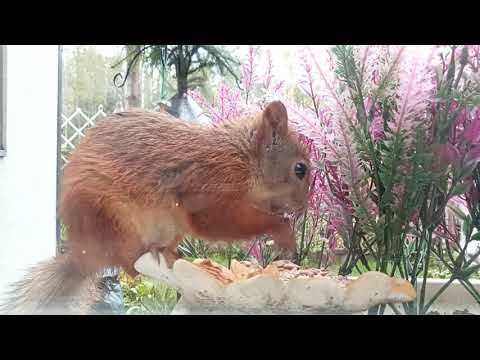 Tassel-eared and tassel-less filling up their winter stores @piiamurto