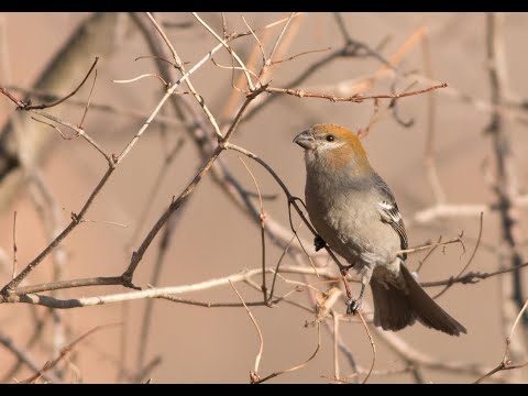 Pine Grosbeak