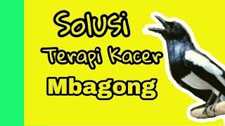 Download lagu Solusi Terapi Kacer Mbagong dalam 1 Bulan mp3