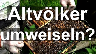 Bienen im Juli: Altvolk umweiseln? Königin nicht gefunden in Segeberger Beute