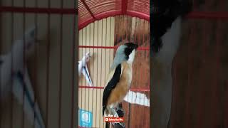 Download lagu CENDET GREJA TENGKEK BUTO mp3 Download lagu CENDET GREJA TENGKEK BUTO mp3