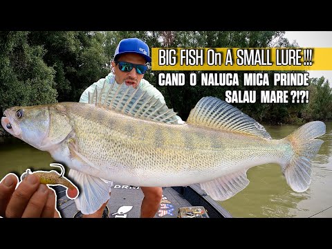 NEBUNIE în APE TULBURI: PESTI COLOSALI înfrânți cu o MOMEALA MICA și CURAJOASA 🎣🎣🎣