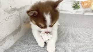 ハーフ犬の動画02