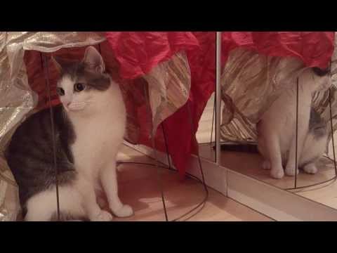 FUNNY CATS LINA & LUANA - LUANA IN HER TENT