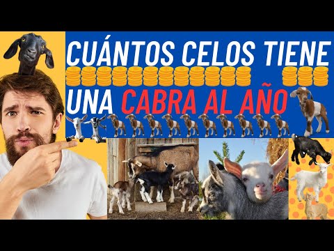 , title : '¿📢Cuántos celos tiene una Cabra al año📢  [📢 LAS MEJORES RAZAS📢 ]'