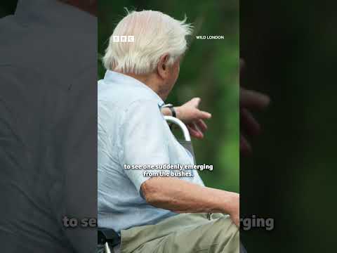 Sir David Attenborough meets a family of foxes from Tottenham 🦊 - BBC