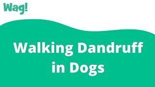 Walking Dandruff in Dogs | Wag!