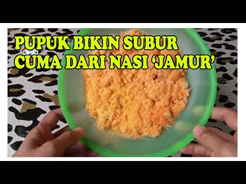 MUDAH BIKIN INSEKTISIDA DAN PUPUK DARI NASI BASI | HOW TO MAKE ORGANIC INSECTICIDE