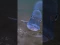 Video Thumbnail for Pike Eats Camera! #icefish #pike #aquavu #underwater
