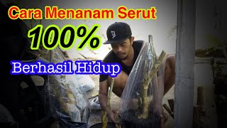 Download lagu Cara menanam bakalan bonsai serut 100% berhasil hidup mp3 Download lagu Cara menanam bakalan bonsai serut 100% berhasil hidup mp3