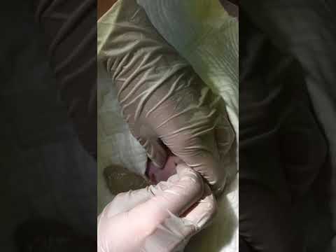 Cat bite abscess - Emerald Veterinary Clinic