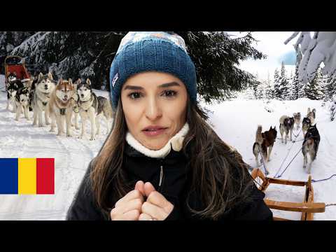 Husky dog ​​sledding in Romania, Harghita (prices/accommodation)