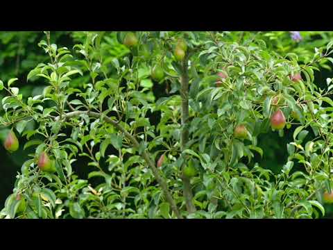 "Richtige Lehre - richtiges Leben“ Predigt Dieter Bouws ...   26.07.2020    Uelsen