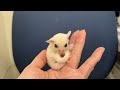 フクロモモンガのYouTubeサムネイル画像