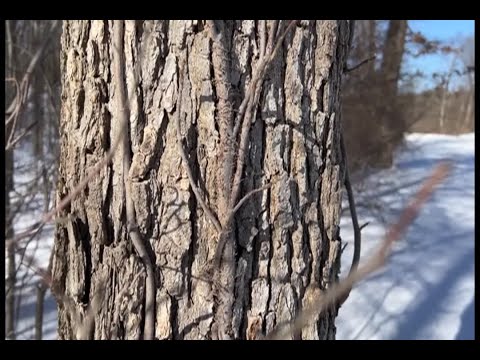 Yes, trees really can EXPLODE in the cold!