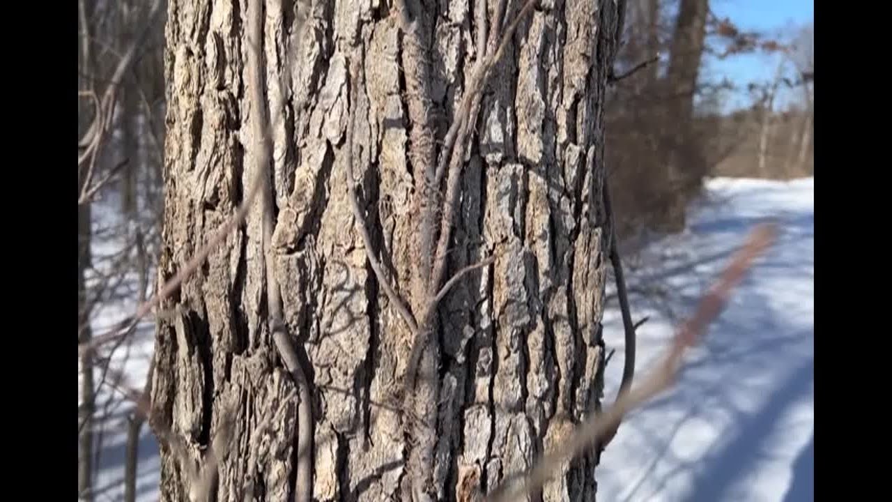Yes, trees really can EXPLODE in the cold!