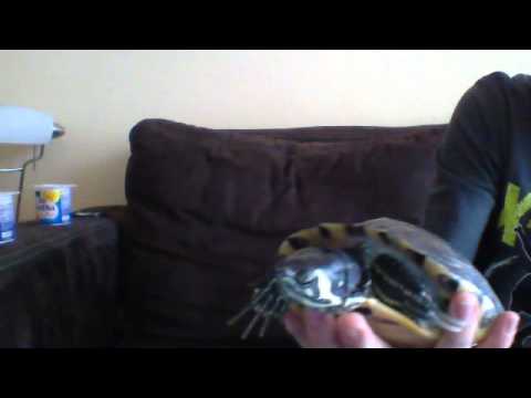 Humbaczysko Ostrogłowe + prezentacja