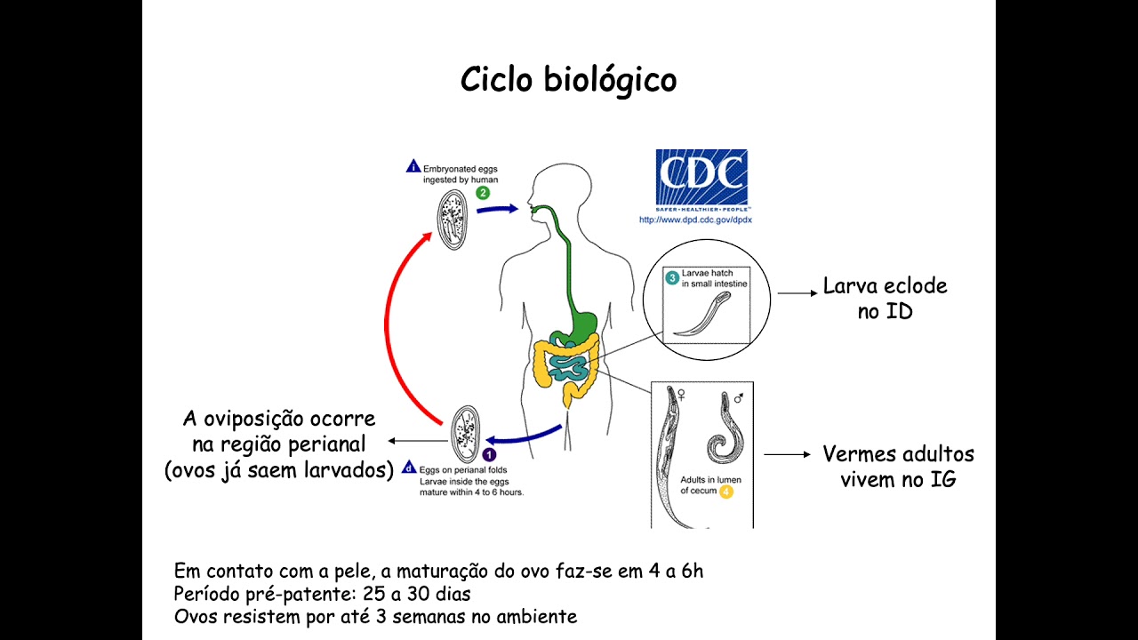 Enterobius vermicularis