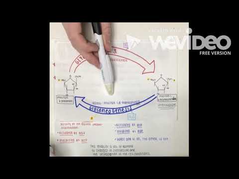 Glycogen Synthesis (BIOS 041)