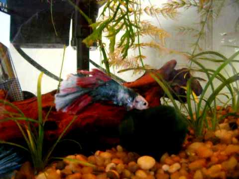 Do I Have a Male or a Female Betta Fish?