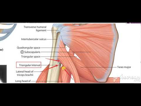 Shoulder intermuscular spaces 2
