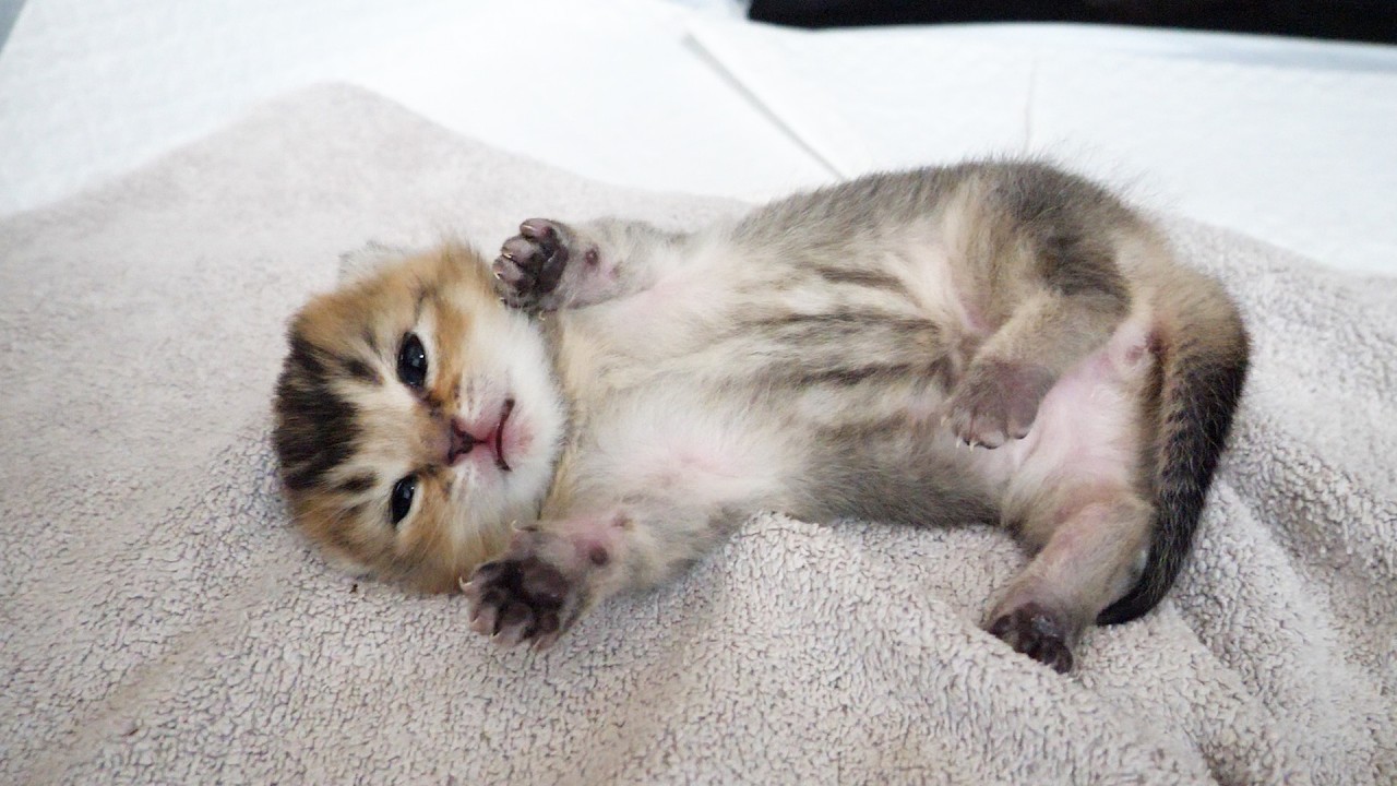 Cute little kitten that flips over whenever its mom licks it…