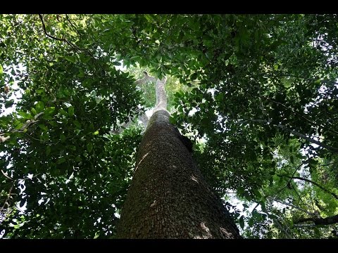 download lagu mp3 mp4 Hylea, download lagu Hylea gratis, unduh video klip Hylea