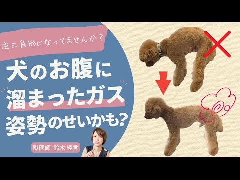 ガスのある犬 - 自然療法