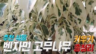 식물 벤자민 키우기 