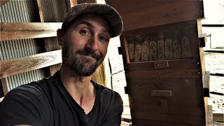 HoneyBee Update Spring 2019 - Bees Are Making Honey! - The Warre Hive