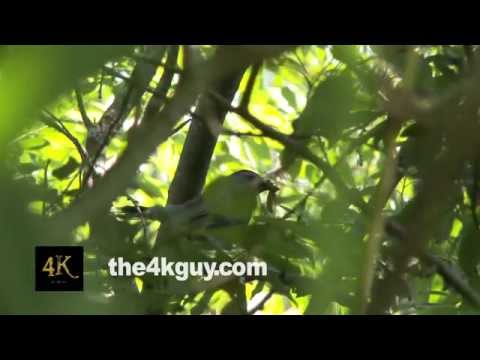 4K UHD 60fps - Gray Catbird (Dumetella carolinensis) keeping large green warm in its mouth